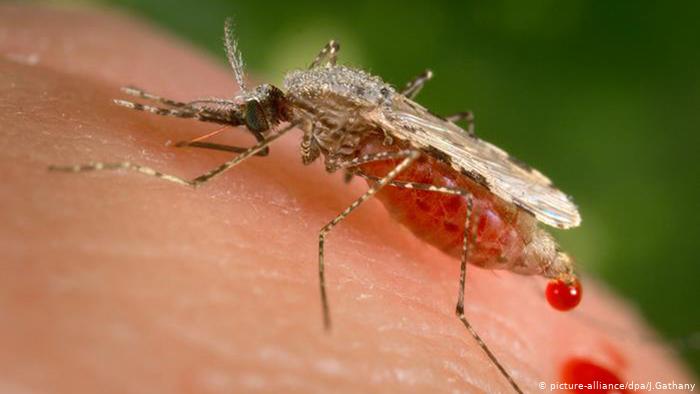 Ograniczenie ilości komarów