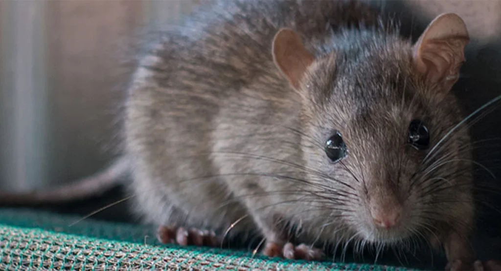 Pierwsze oznaki szczurów i myszy w domu