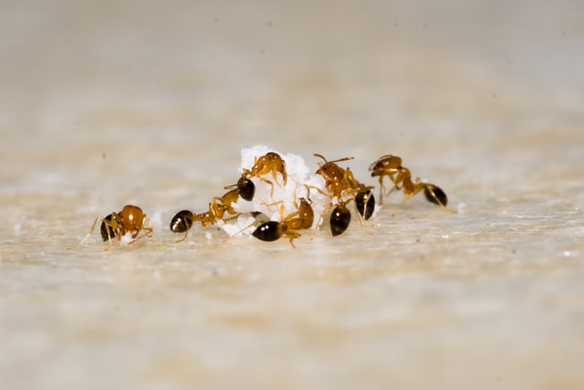 Dlaczego mrówki znajdujemy najczęściej w kuchni?
