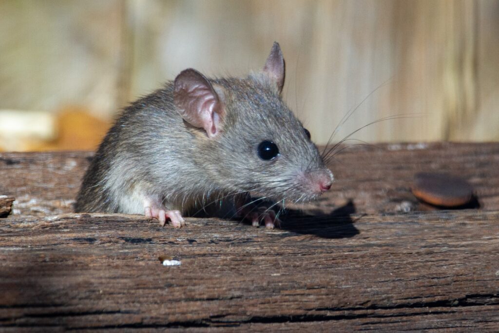 Jak chronić dom przed szczurami i innymi gryzoniami?