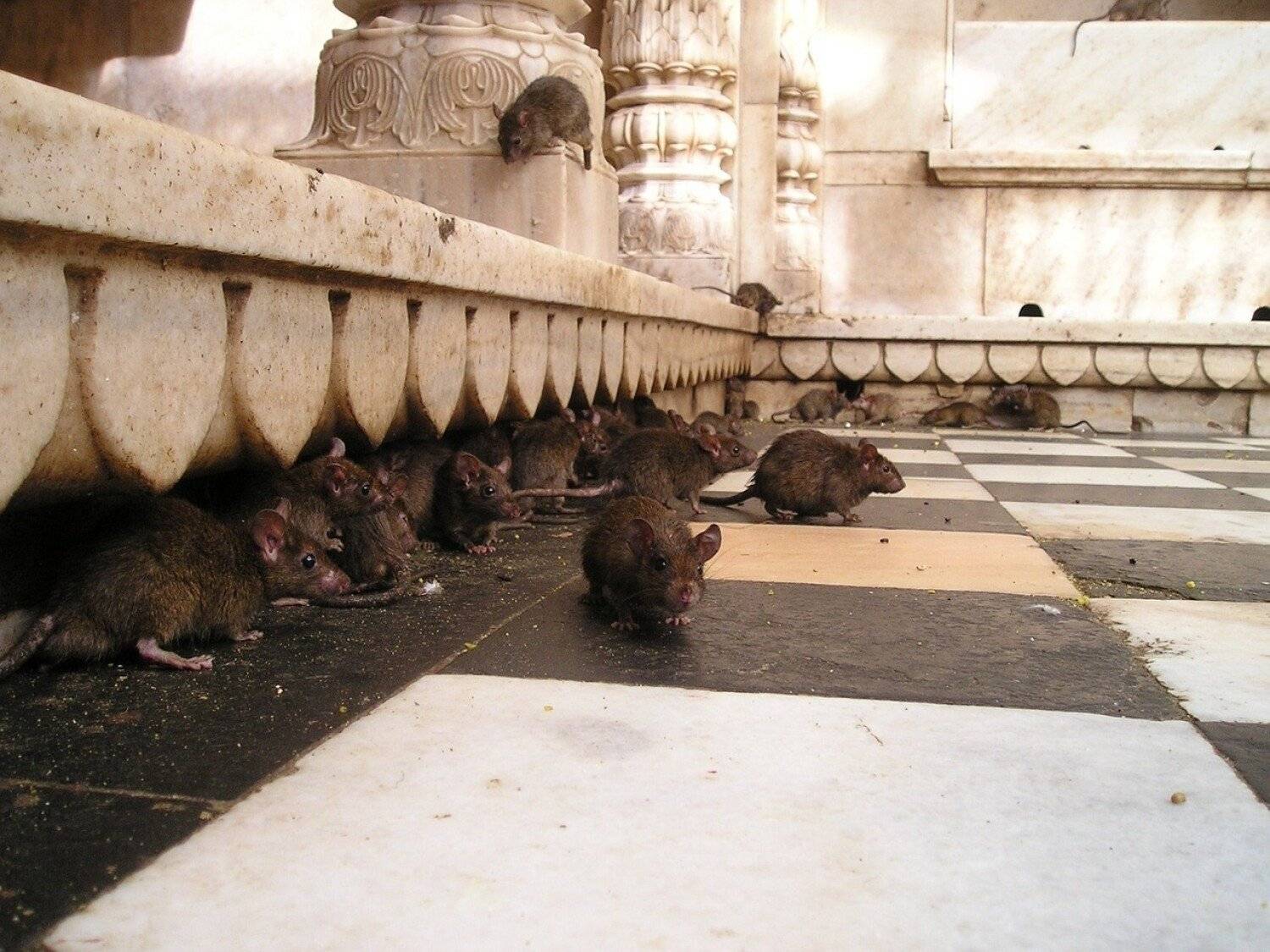 Plaga szczurów w Wielkopolsce