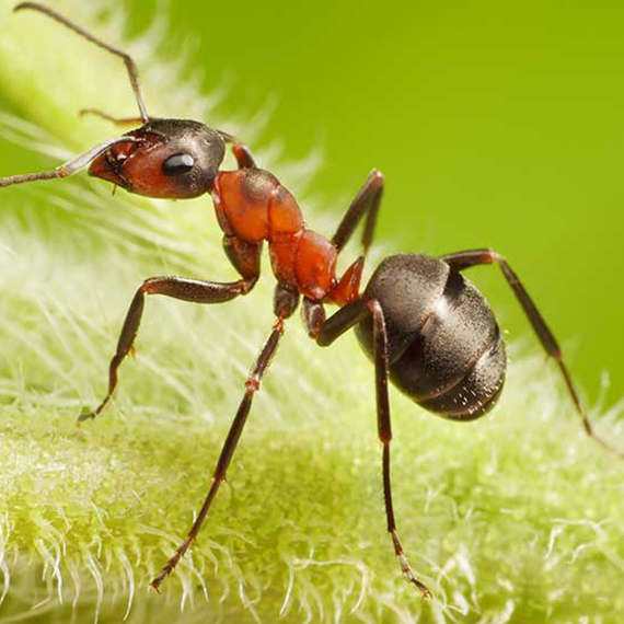 mrówka pospolita