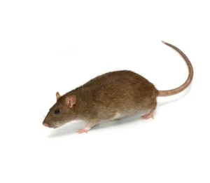 Szczur-wedrowny
