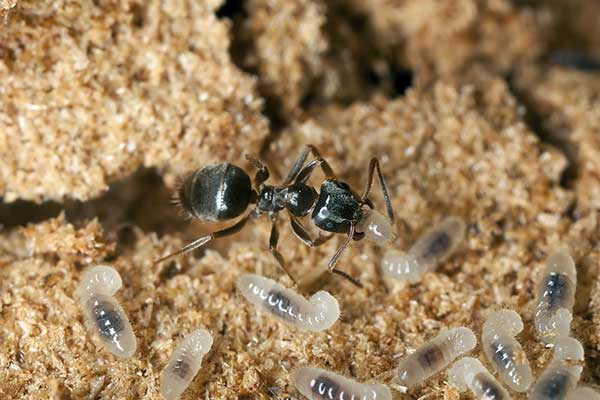 mrówka pospolita