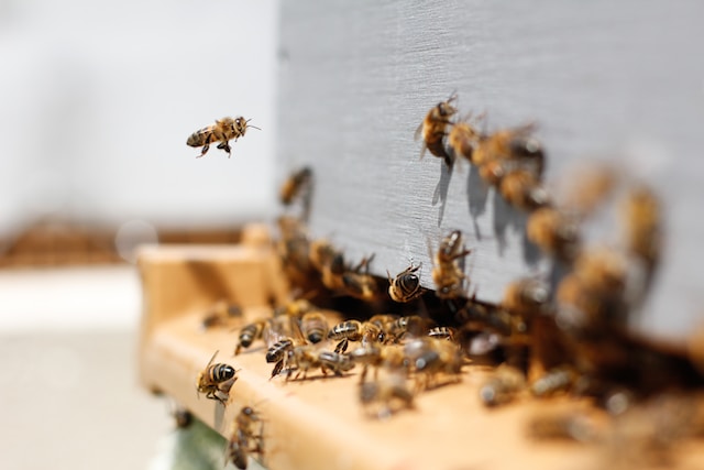 Jak opryskiwać by nie szkodzić pszczołom?